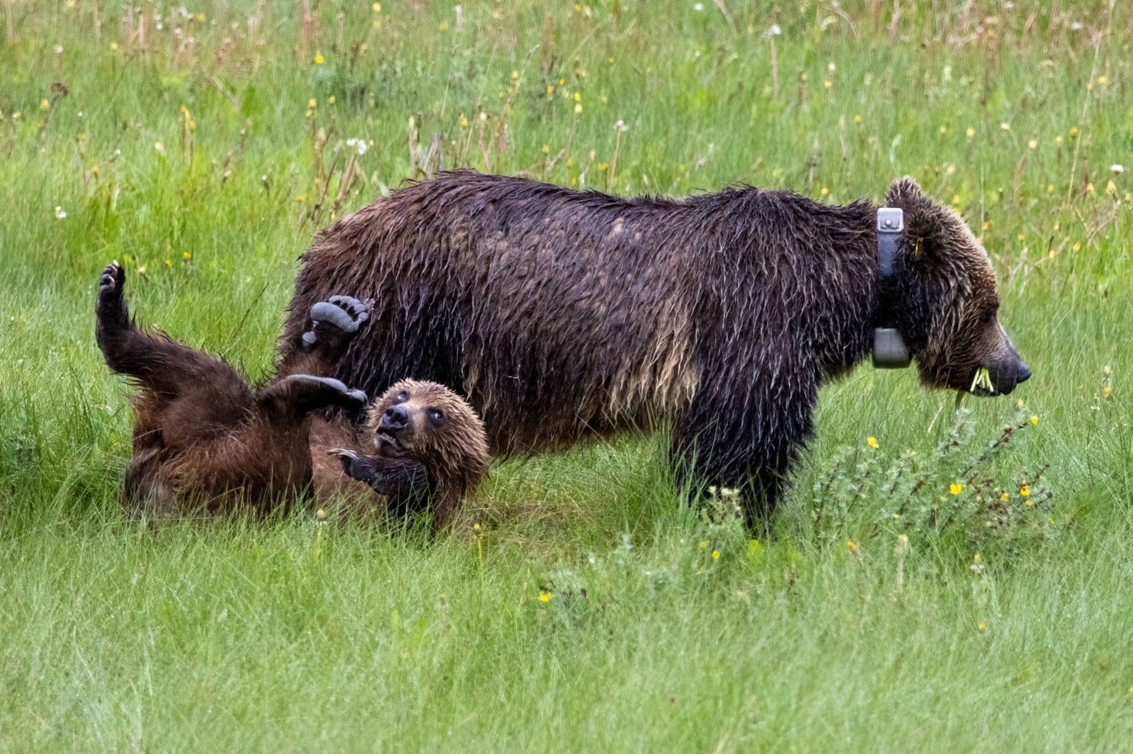 A grizzly bear mother wearing a tracking collar stands over her cub playing on its back in a grassy meadow in Banff National Park.