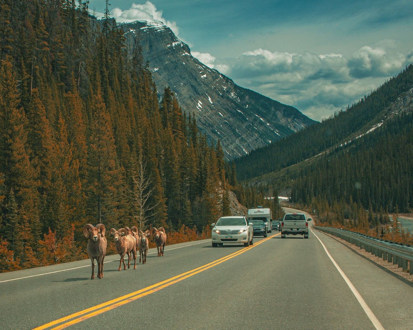 A group of bighorn sheep walks along a two-lane mountain highway in Banff National Park as oncoming cars wait.