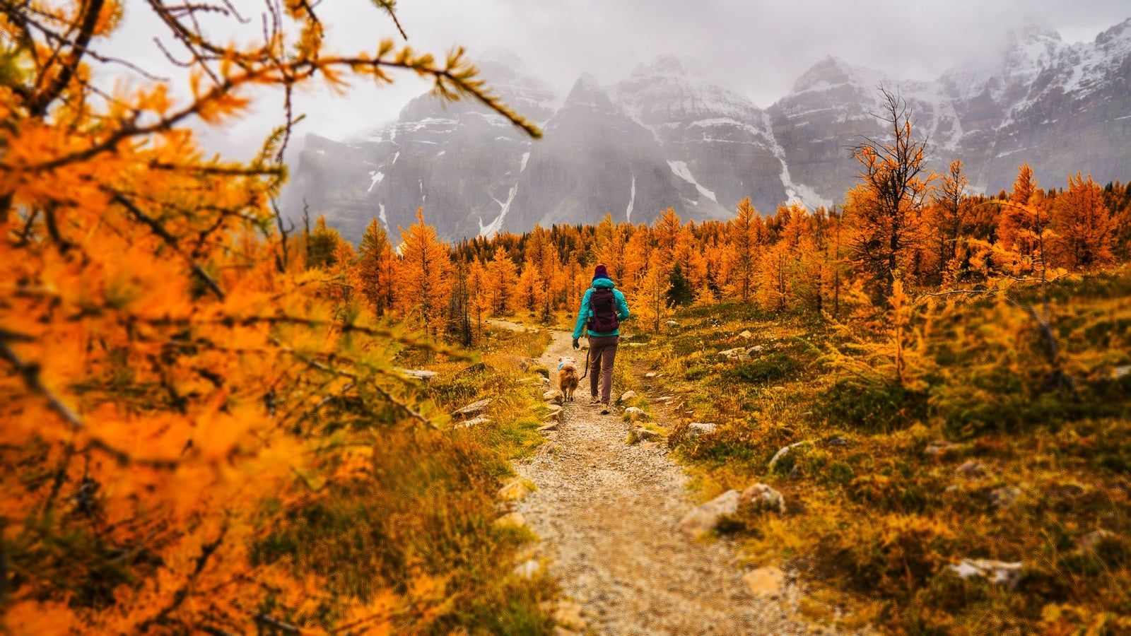 A hiker and a dog walk along a trail lined with vibrant golden larch trees beneath snow-dusted mountain peaks in Banff National Park.