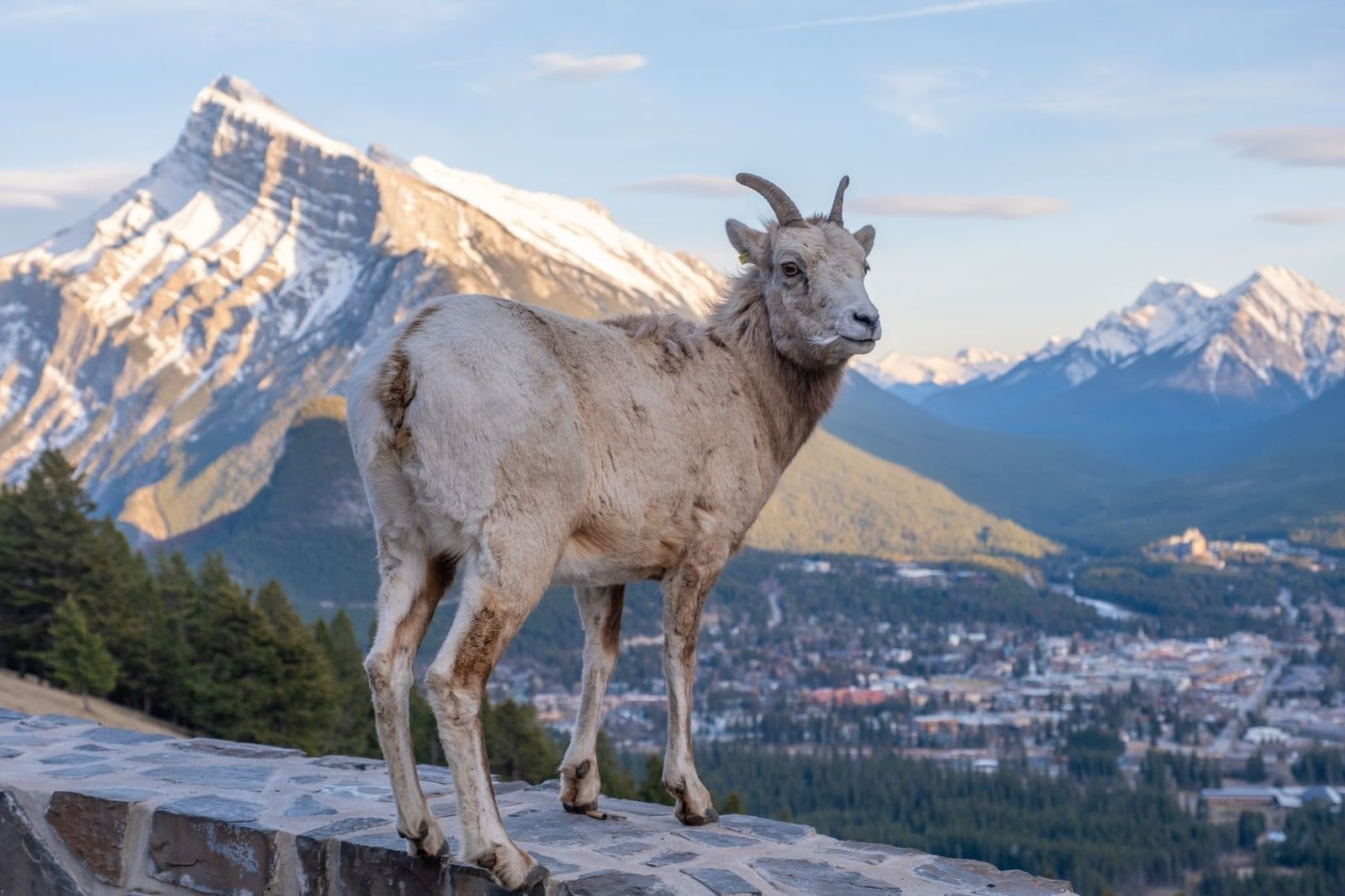 A bighorn sheep stands on a stone wall overlooking the town of Banff and Mount Rundle in Banff National Park.