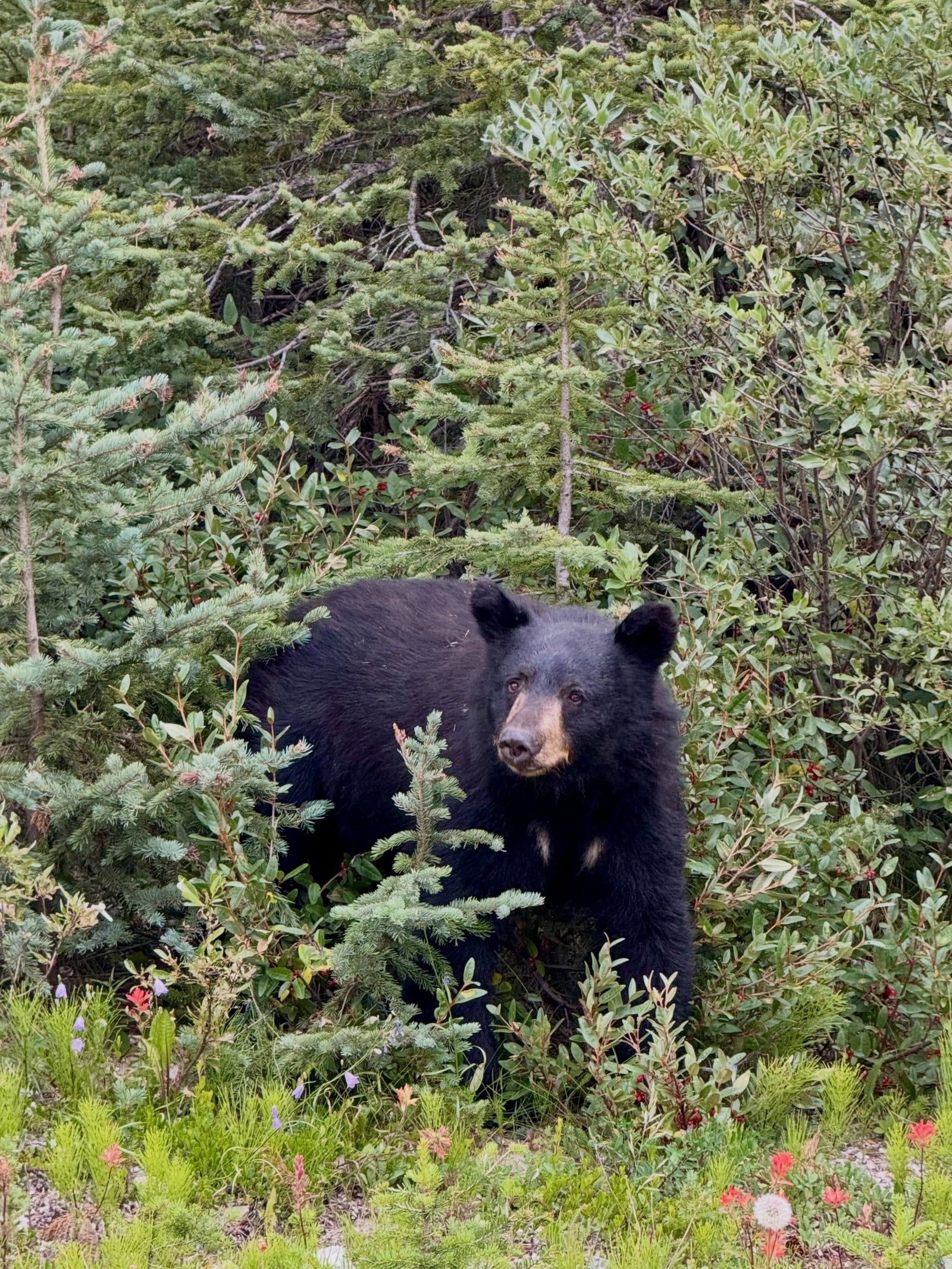 Banff National Park tour visitor photo